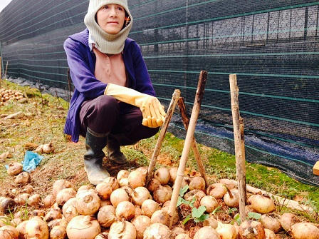 Nông dân Đà Lạt gạt nước mắt đổ hành tây làm phân bón